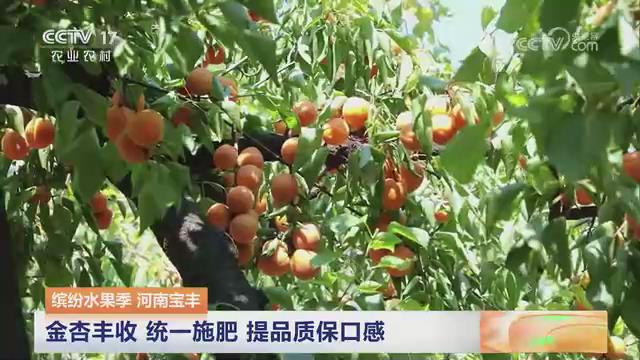 【央视关注河南宝丰】金杏丰收 统一施肥 提品质保口感