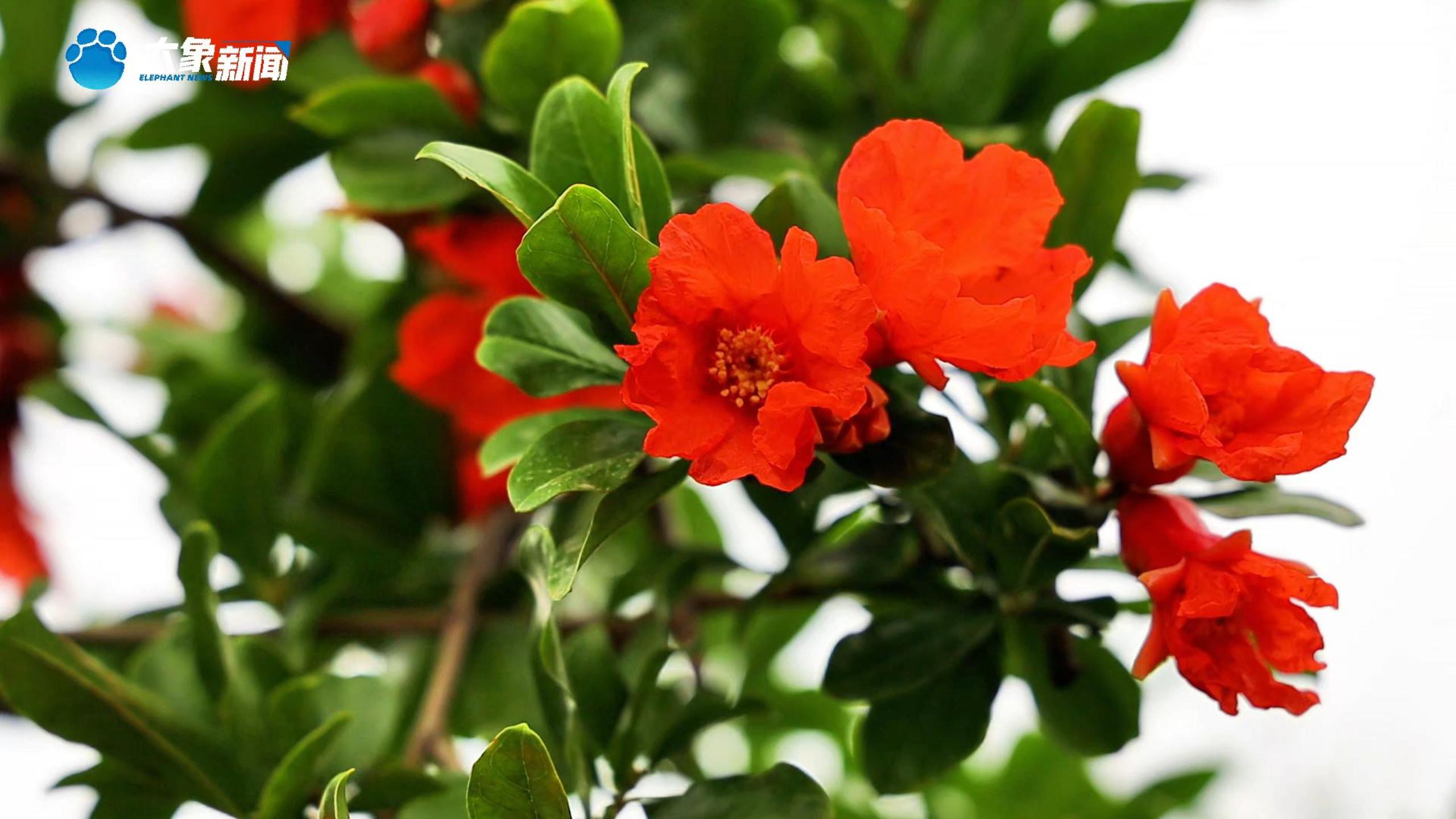 河南灵宝:石榴花红产业兴-大象网