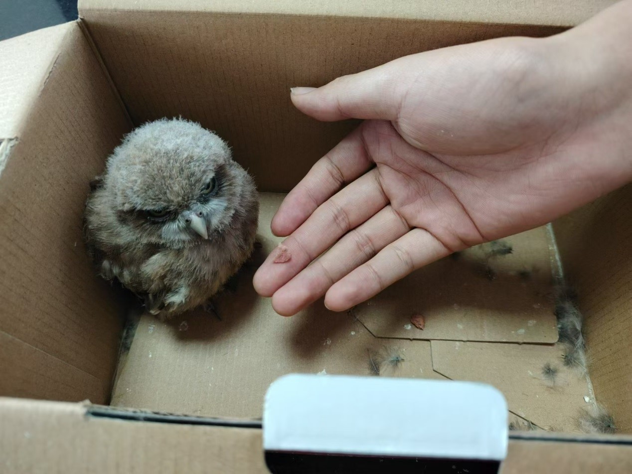 猫头鹰萌崽"落难"  警民联手暖心救助