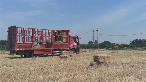 为从根源上杜绝焚烧秸秆,安棚镇妇联协调秸秆打捆机,帮助群众将小麦