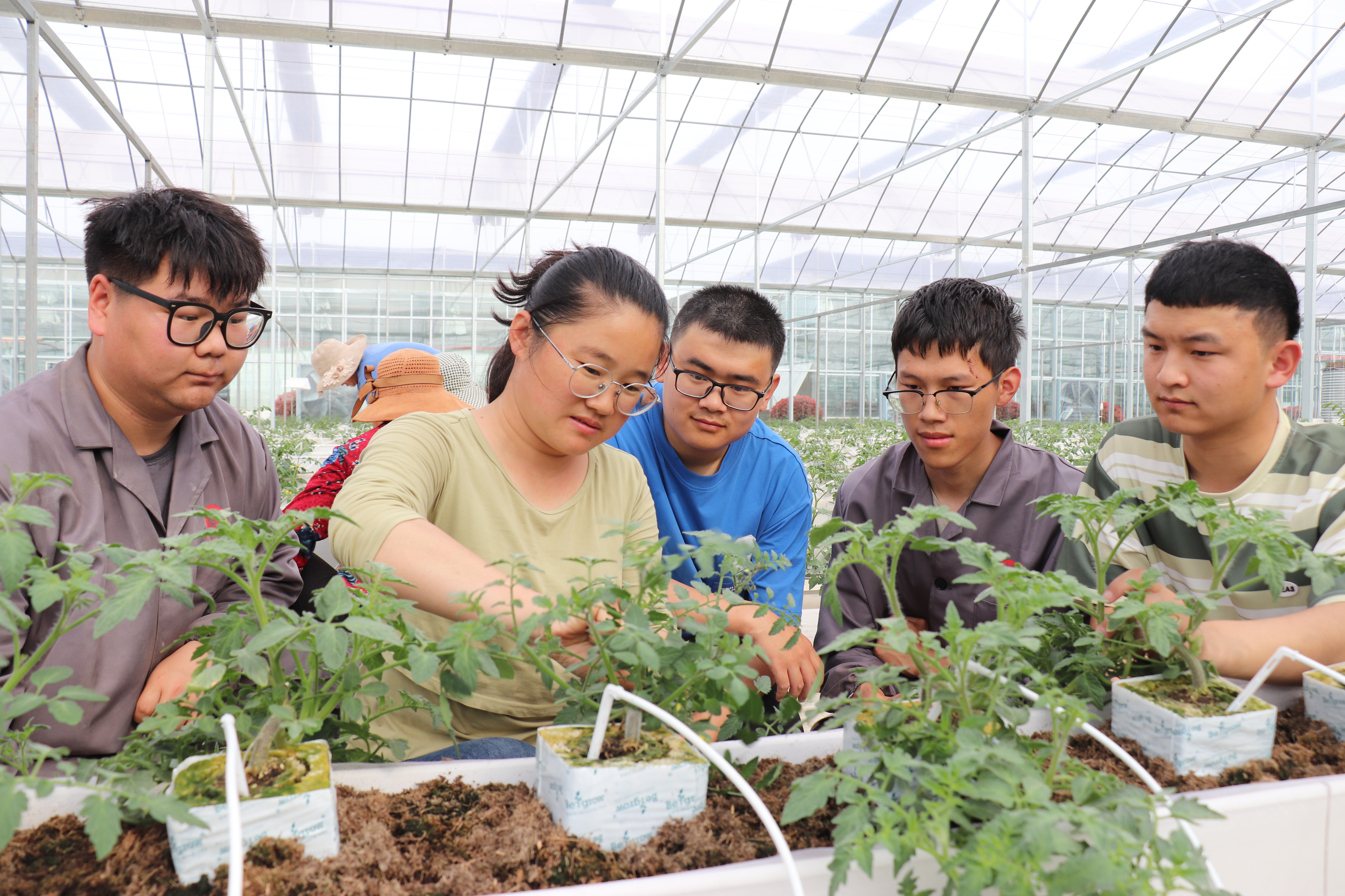 近日,来自山东省寿光县的采购商在河南农业大学扶沟蔬菜研究院与周口