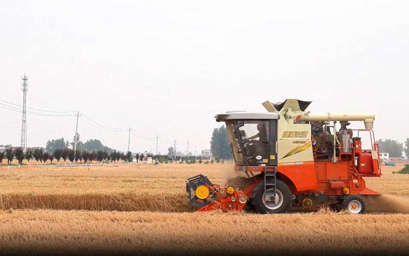 我有一方示范田|粮田变良田