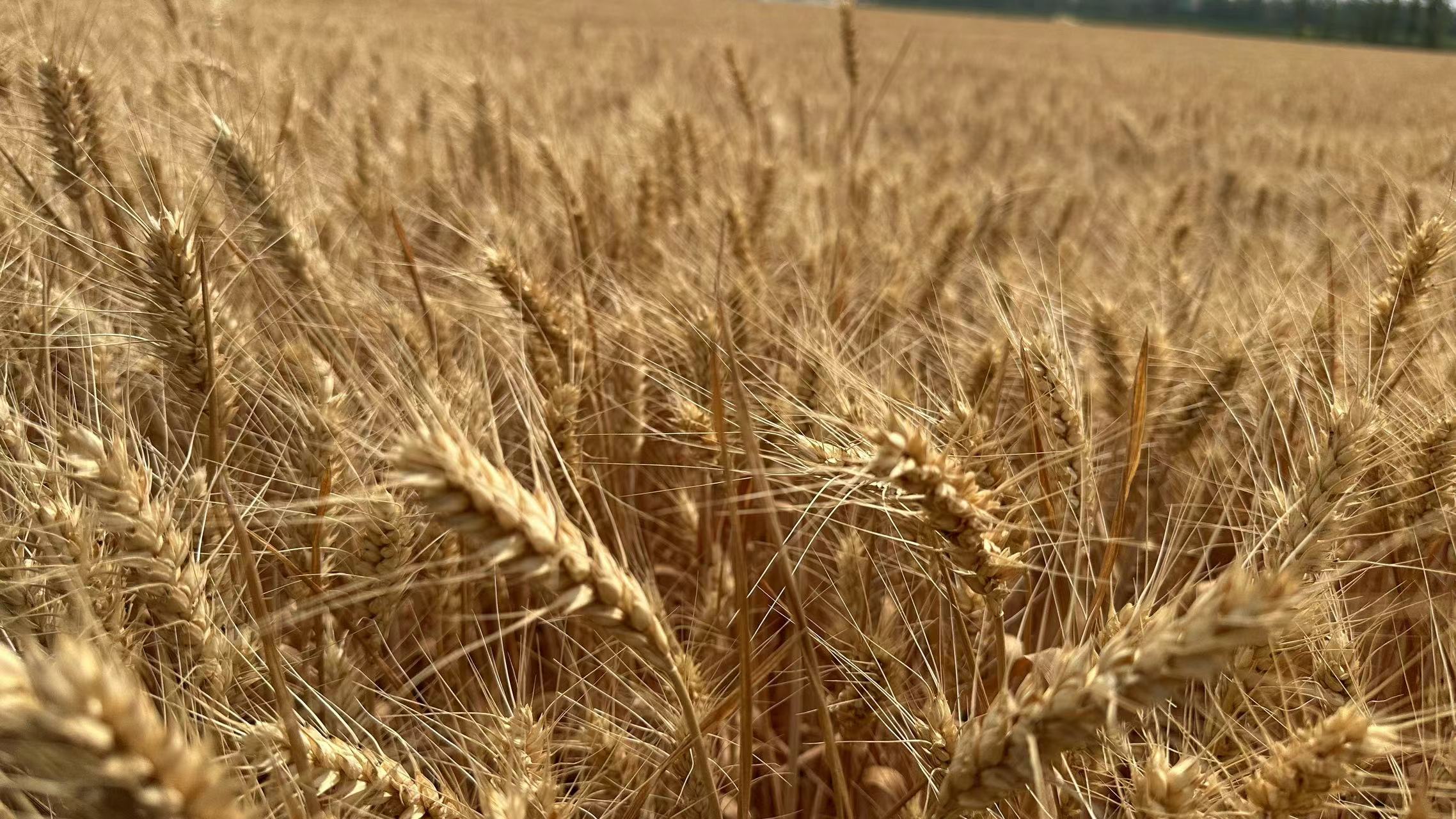 智能化新型农机“组团”投入麦收