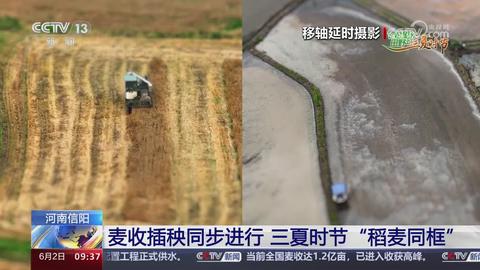 【央视关注河南信阳】麦收插秧同步进行 三夏时节“稻麦同框