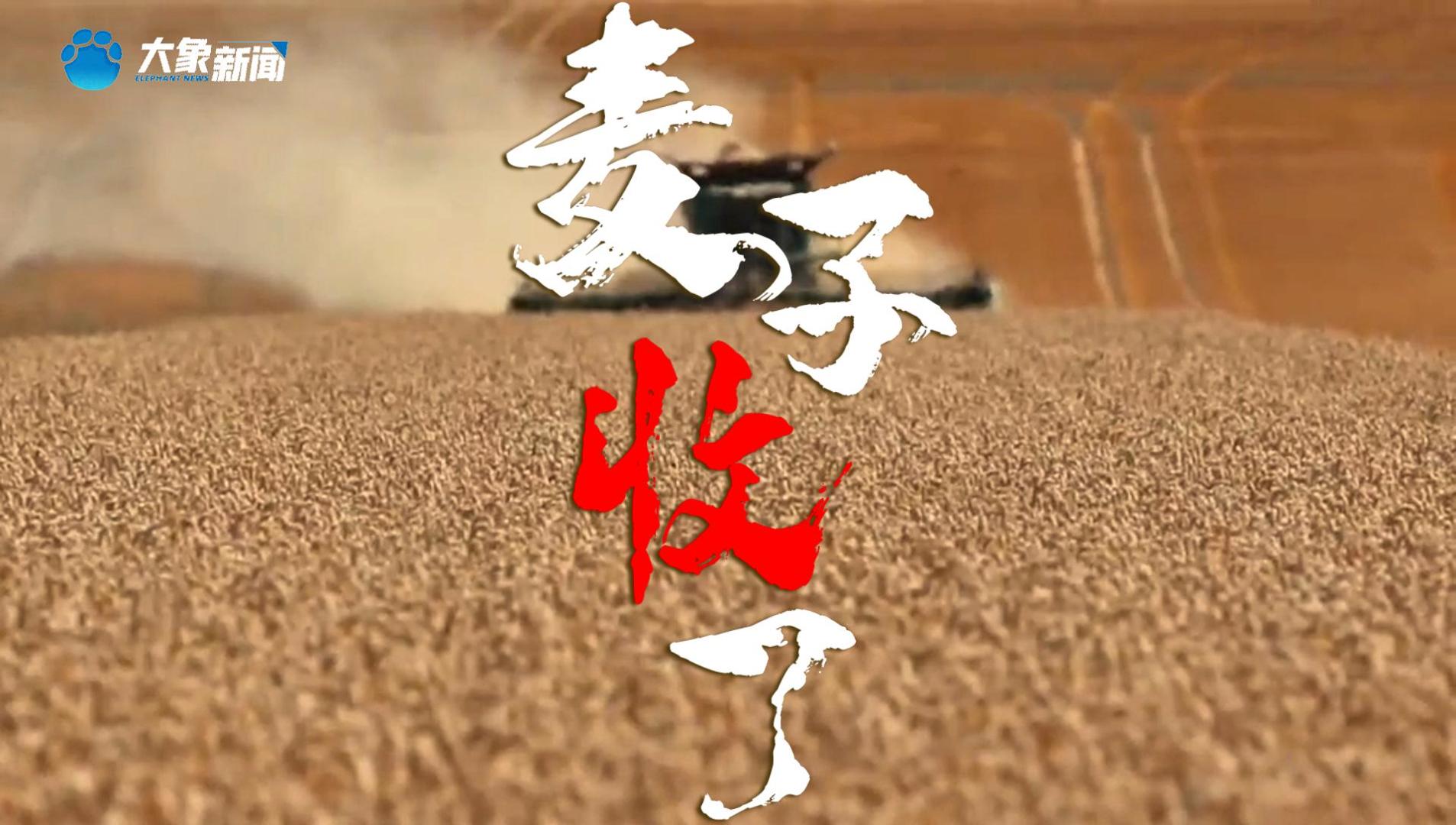 麦子收了丨声音里的河南·麦收