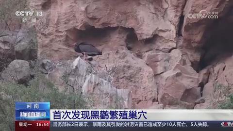 【央视关注河南】首次发现黑鹳繁殖巢穴