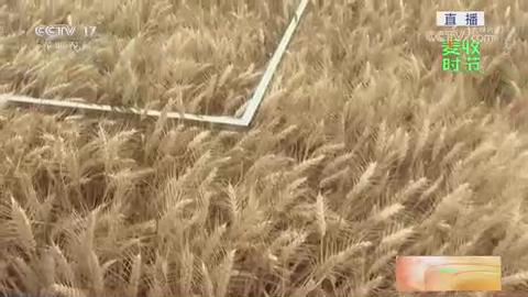 【央视关注河南新乡】良种繁育基地迎来收获 “面包麦”产量高品质好