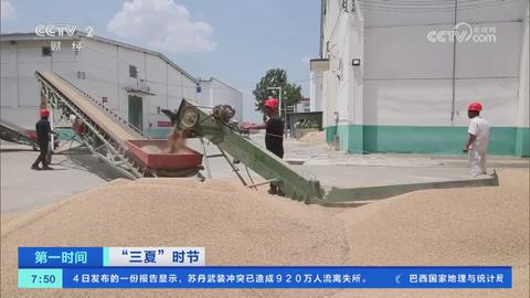 【央视关注河南周口】多举措保障夏粮收购