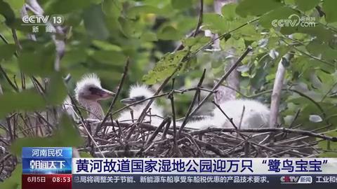 【央视关注河南民权】黄河故道国家湿地公园迎万只“鹭鸟宝宝”