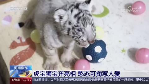 【央视关注河南焦作】虎宝狮宝齐亮相 憨态可掬惹人爱