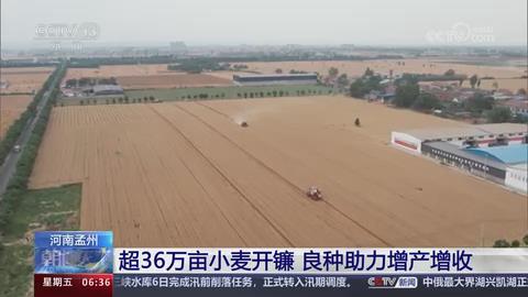 【央视关注河南孟州】超36万亩小麦开镰 良种助力增产增收