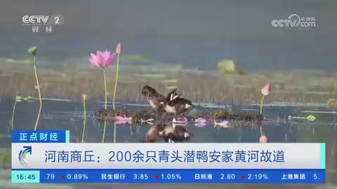 【央视关注河南商丘】200余只青头潜鸭安家黄河故道