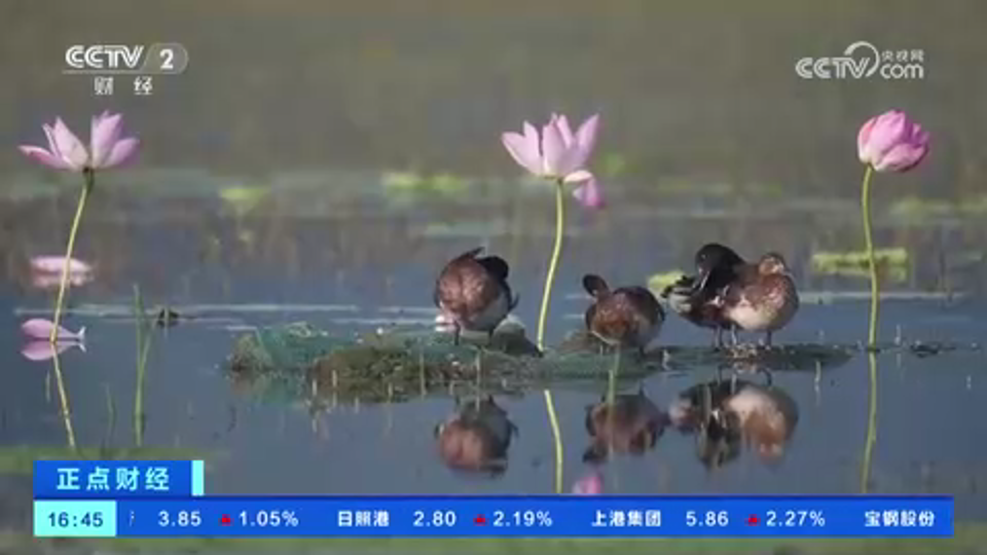 央媒看河南 | 关注河南端午假期氛围等内容