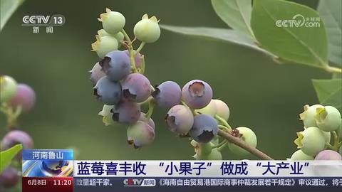 【央视关注河南鲁山】蓝莓喜丰收 “小果子”做成“大产业”