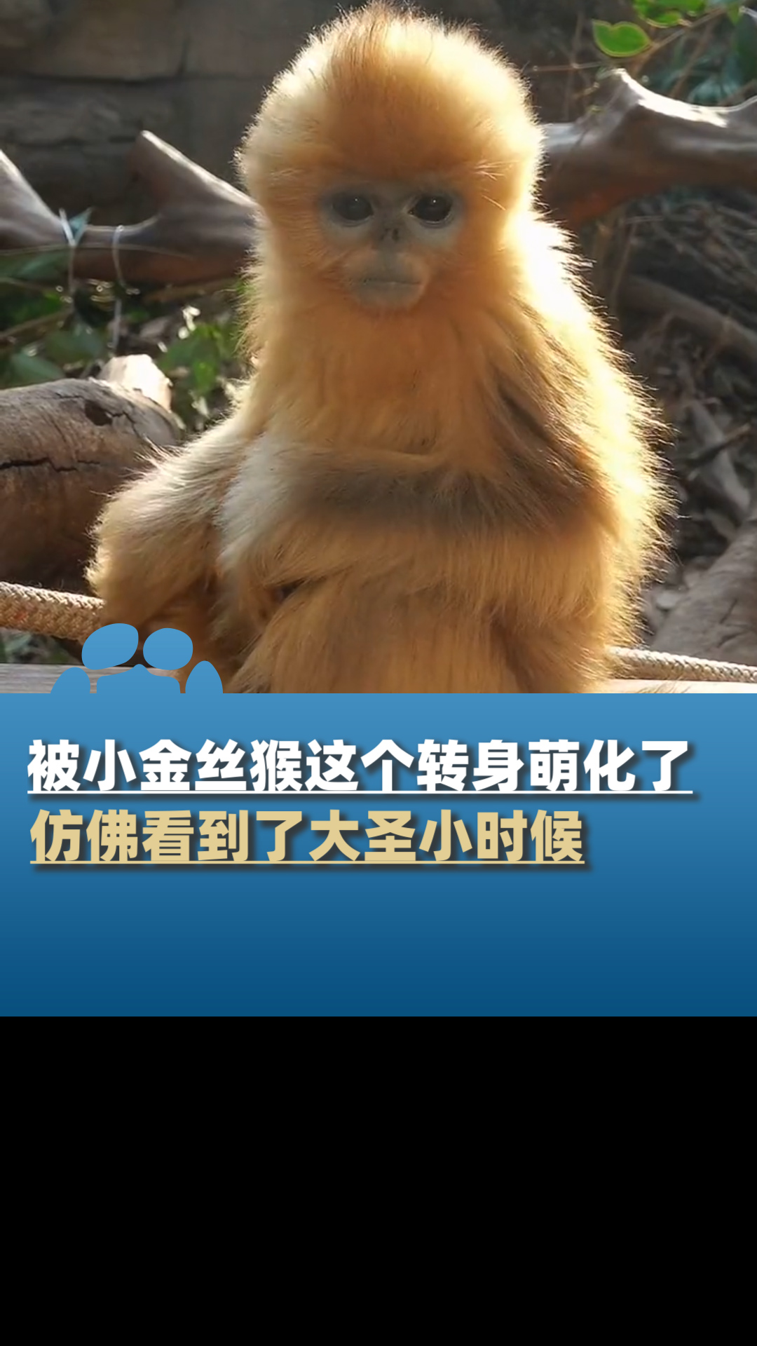 被小金丝猴的这个转身萌化了,仿佛看到了大圣小时候