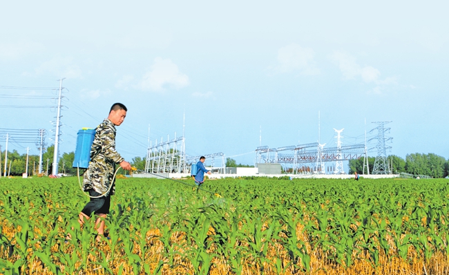 麦向丰收丨截至6月11日，河南夏播面积7597.7万亩