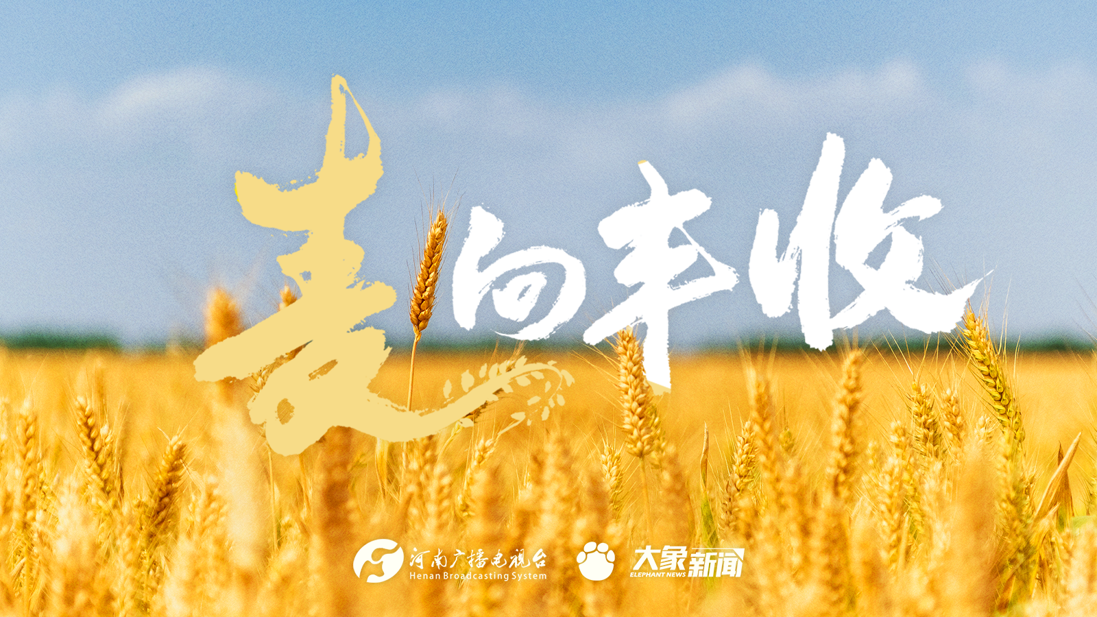 麥向豐收