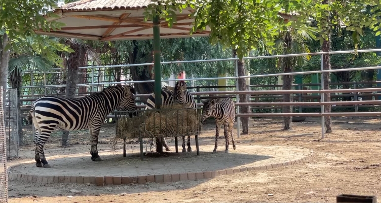 40度高温下,动物园的小家伙们咋避暑