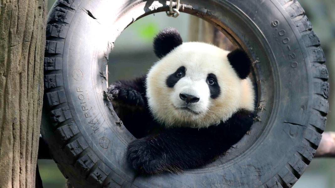 熊猫中心：十余名人员传播大熊猫被虐待等不实信息，已报警