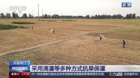 【央视关注河南周口】持续高温 全力抗旱保苗