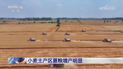 【央视关注河南】选育推广优质专用品种 夏粮增产明显