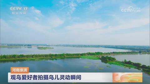 【央视关注河南淮滨】观鸟爱好者拍摄鸟儿灵动瞬间