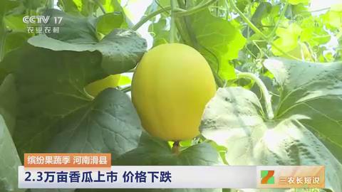 【央视关注河南滑县】2.3万亩香瓜上市 价格下跌