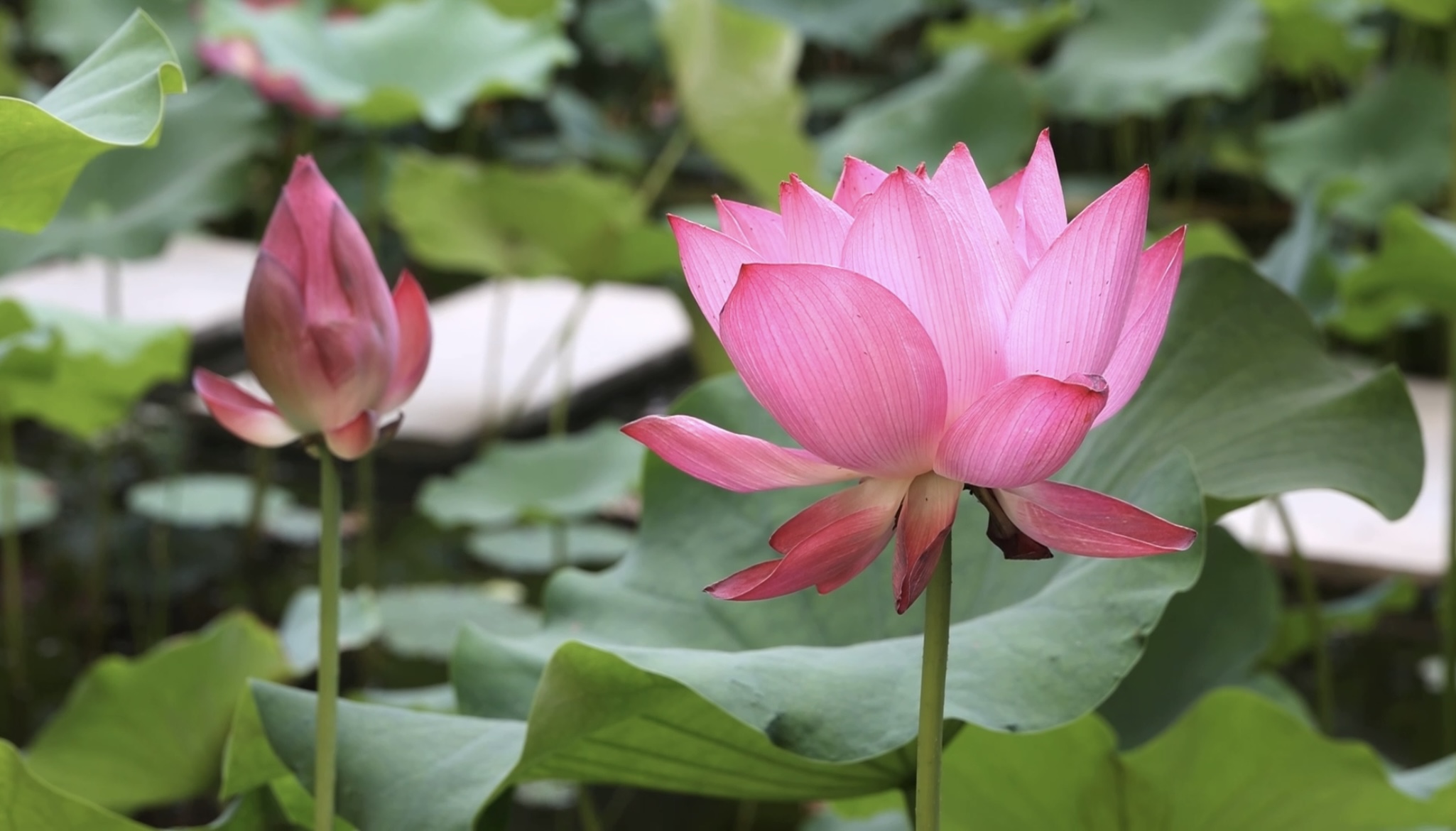 河南郸城：风吹荷花香 夏日好风光