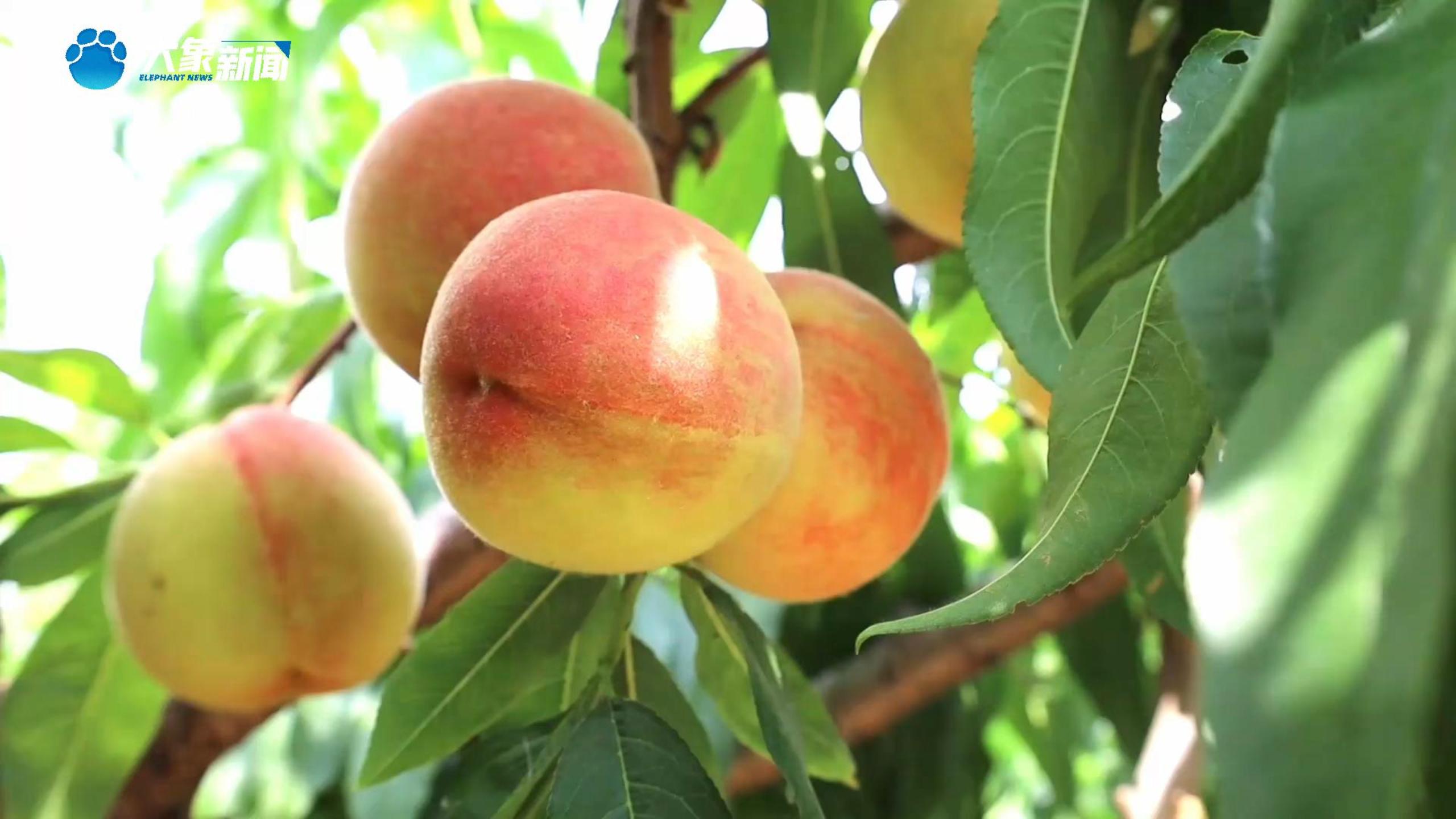 河南周口：“小蜜桃”撬动“大产业”