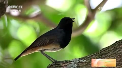 央媒看河南 | 关注河南农业生产等内容