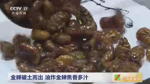 【央视关注河南滑县】金蝉破土而出 油炸金蝉焦香多汁