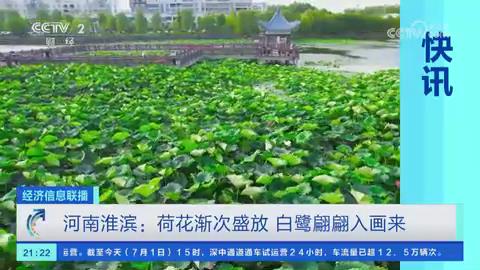 【央视关注河南淮滨】荷花渐次盛放 白鹭翩翩入画来