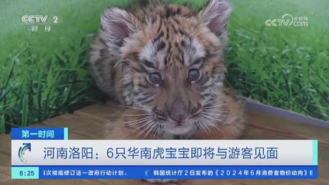 【央视关注河南洛阳】6只华南虎宝宝即将与游客见面