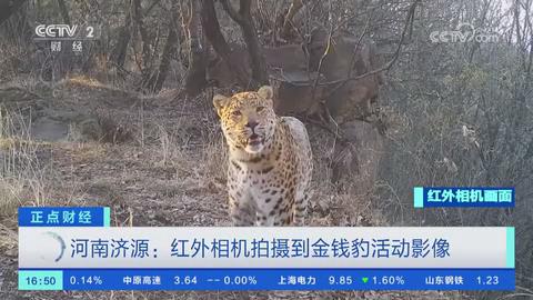 【央视关注河南济源】红外相机拍摄到金钱豹活动影像