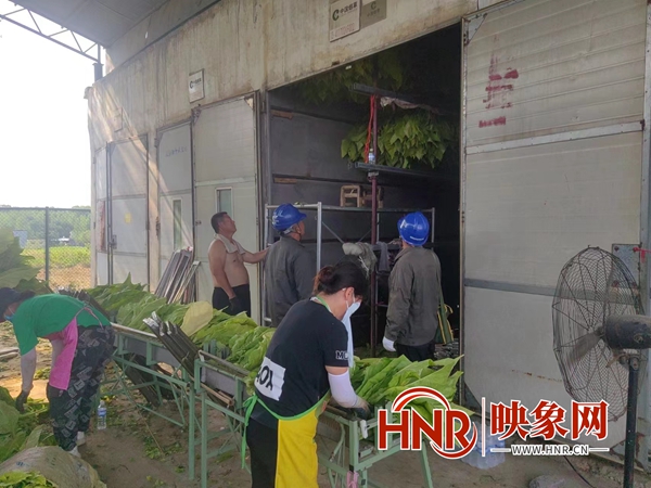 国网泌阳县供电公司：电力烘烤“黄金叶” 绘出乡村新画卷