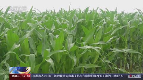 【央视关注河南驻马店】正值玉米拔节期 做好排涝防病害