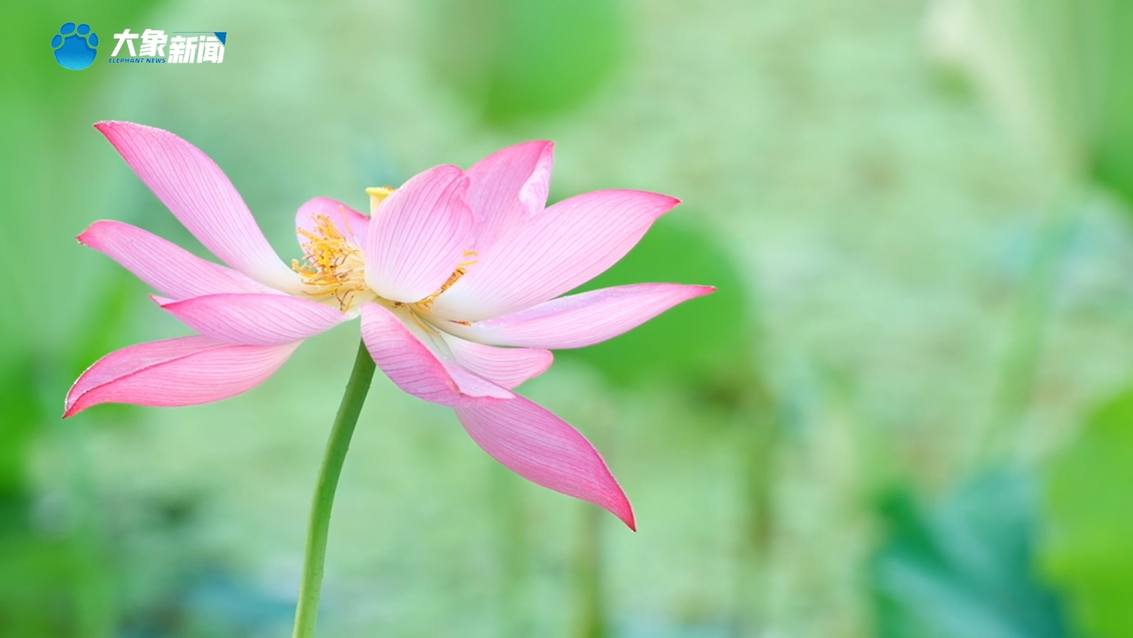 河南西峡：荷花盛开 夏意满塘