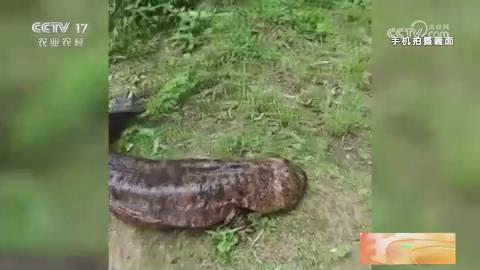 【央视关注河南嵩县】发现大型野生娃娃鱼 重达40斤