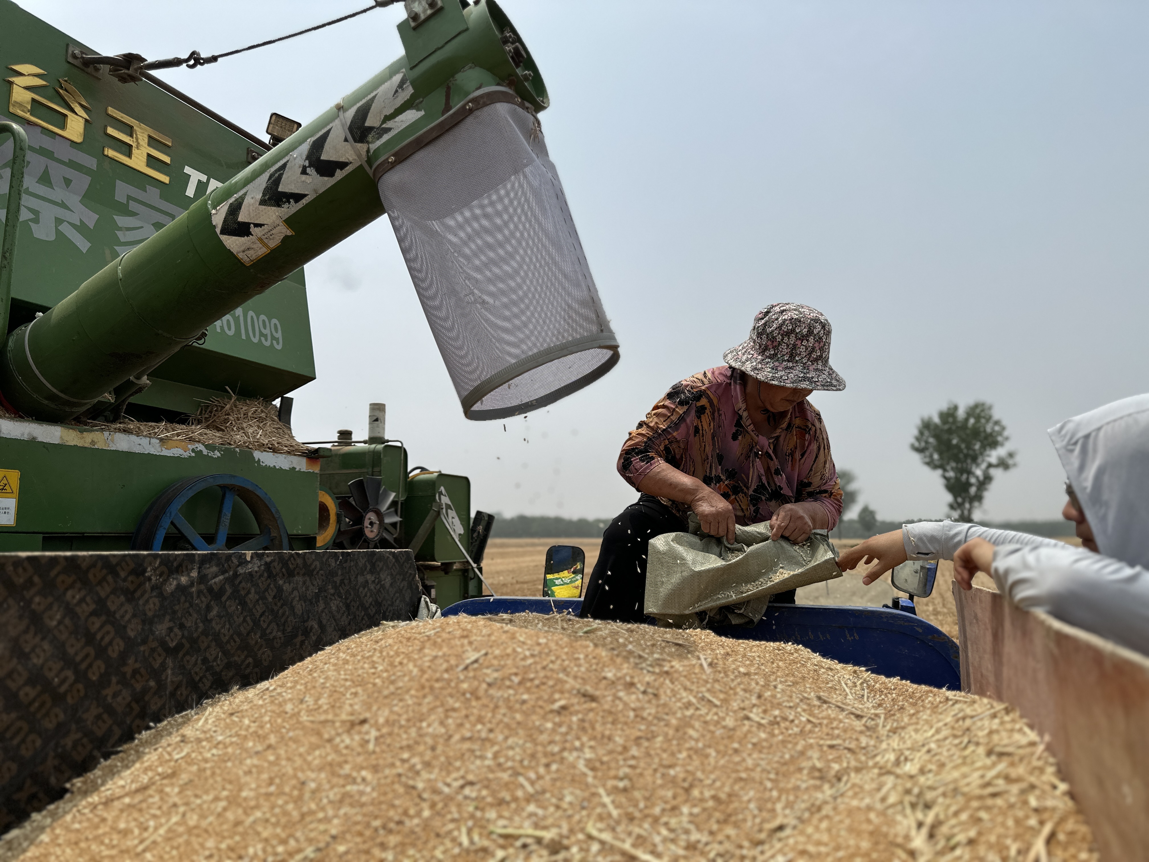 河南夏粮再夺冠,"四良融合"破解丰收密码