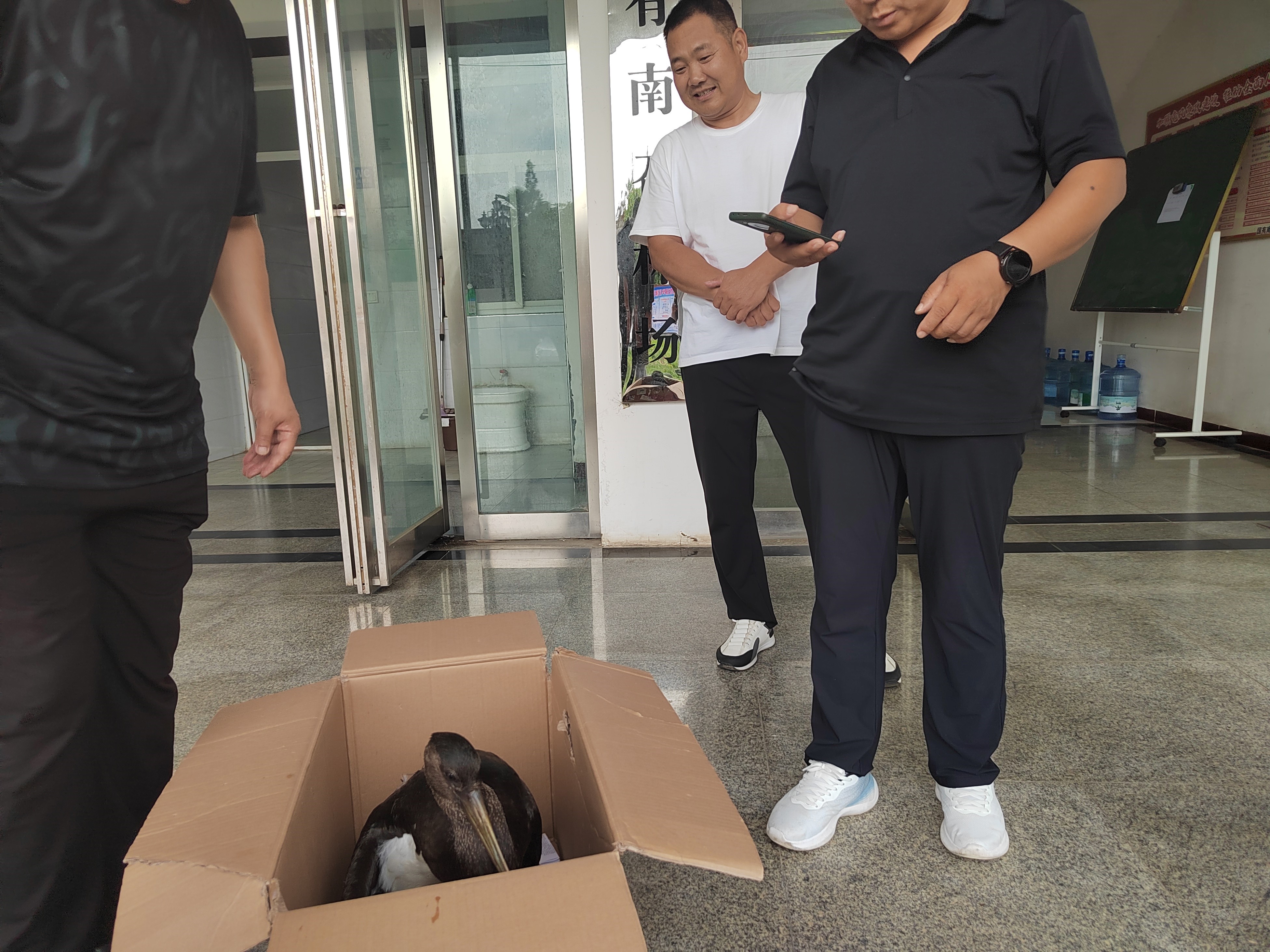 国家一级野生保护动物黑鹳 救助接力在行动