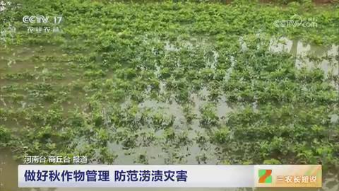 【央视关注河南商丘】做好秋作物管理 防范涝渍灾害