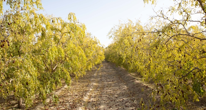 豫疆枣缘·侧记︱以枣为媒，共绘民族团结进步“中国梦”