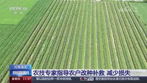 【央视关注河南南阳】农技专家指导农户改种补救 减少损失