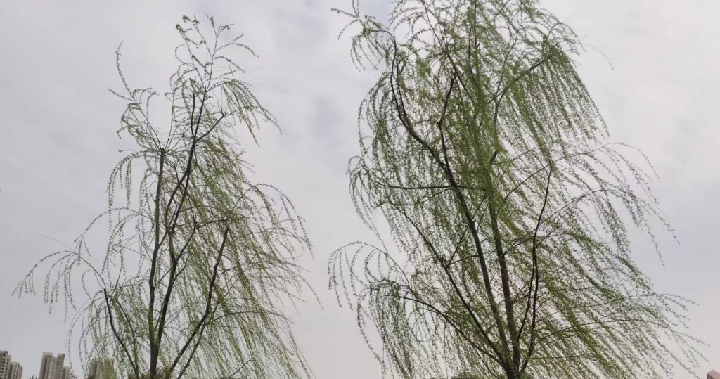 周口发布雷暴大风黄色预警