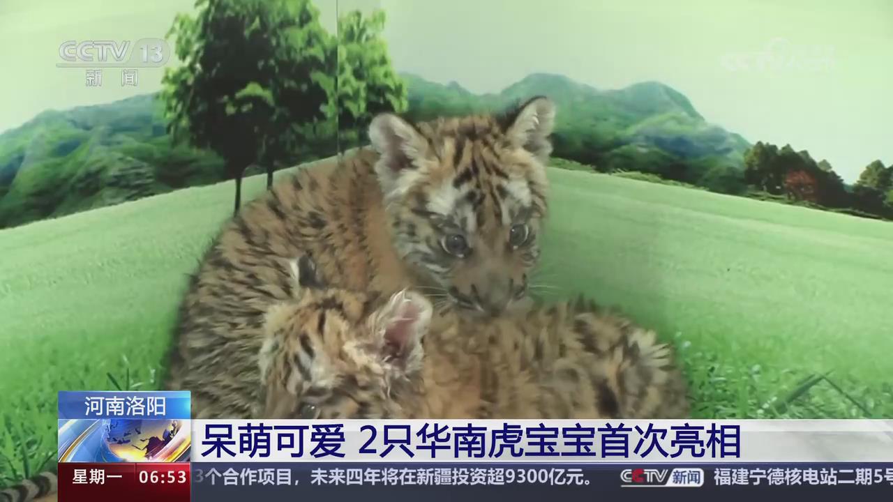 【央视关注河南洛阳】呆萌可爱 2只华南虎宝宝首次亮相