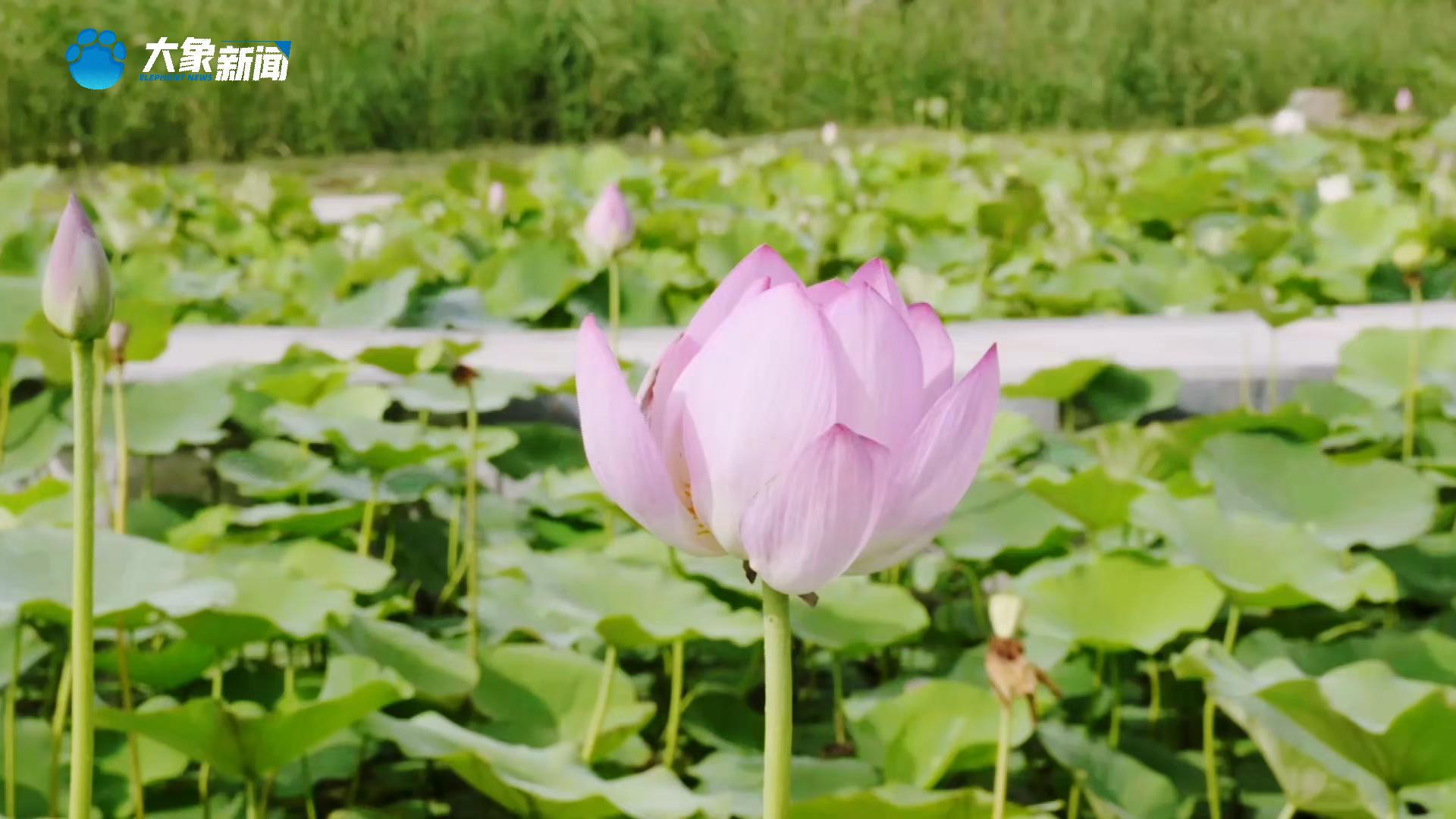 河南淮阳：夏荷飘香迎客来