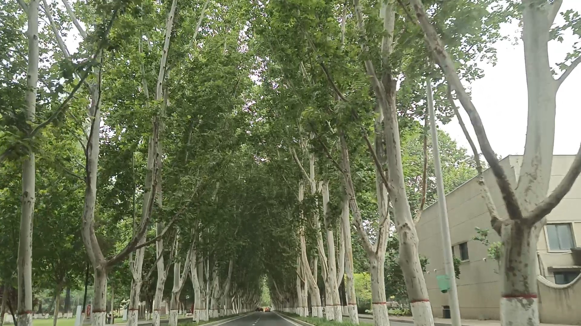 兰考人民路:"焦桐"树下再出发