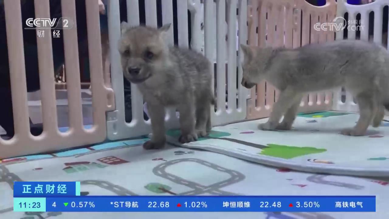 【央视关注河南郑州】两只龙凤胎北极狼宝宝首次与游客见面