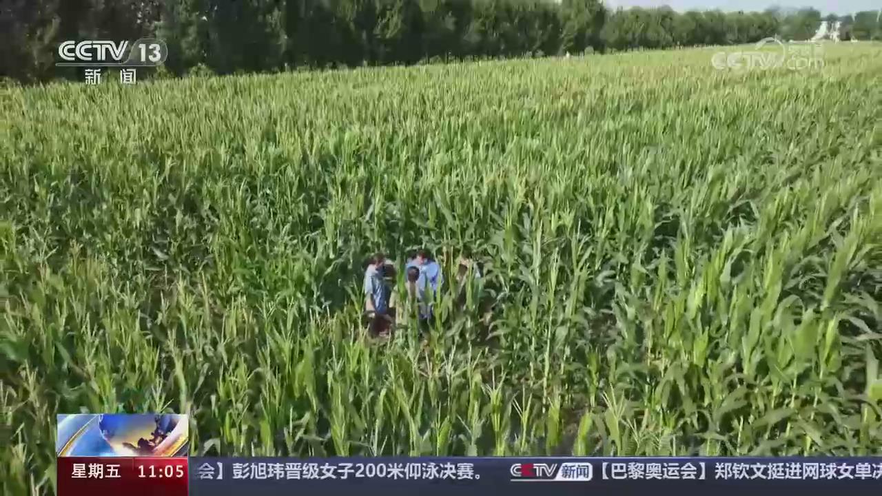 【央视关注河南】农技专家田间指导 加强雨后精细化田管