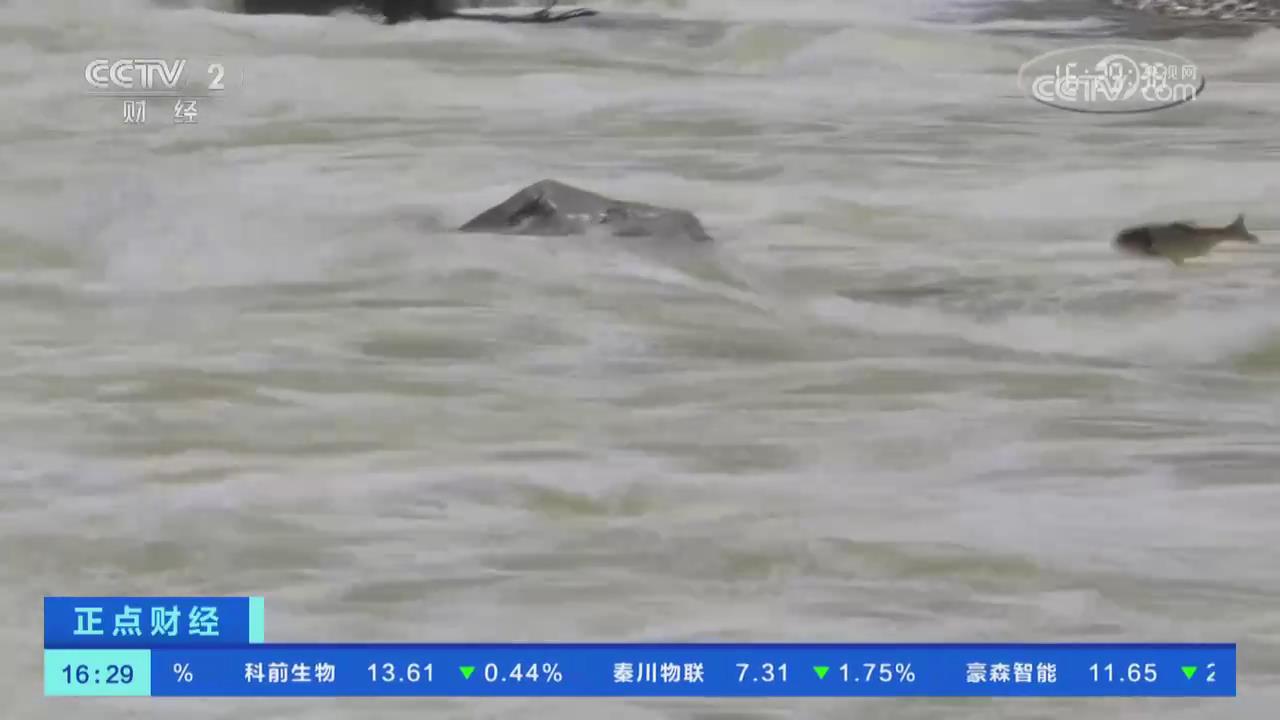 【央视关注河南西峡】石门水库上演“鱼跃龙门”景象